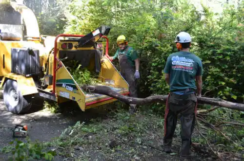 tree services Forest Lake